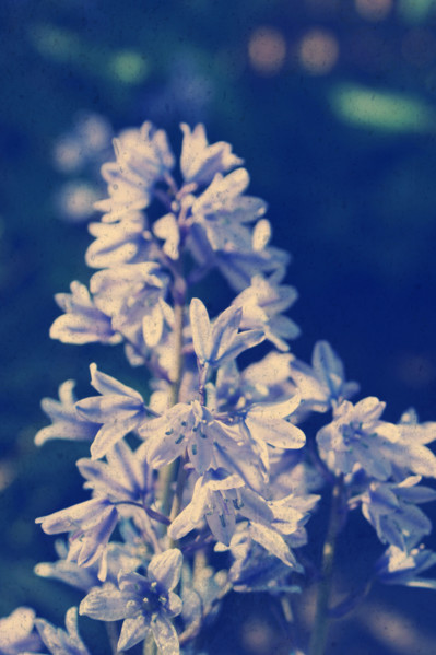 Grunge style background of bluebell flowers with Instagram effect