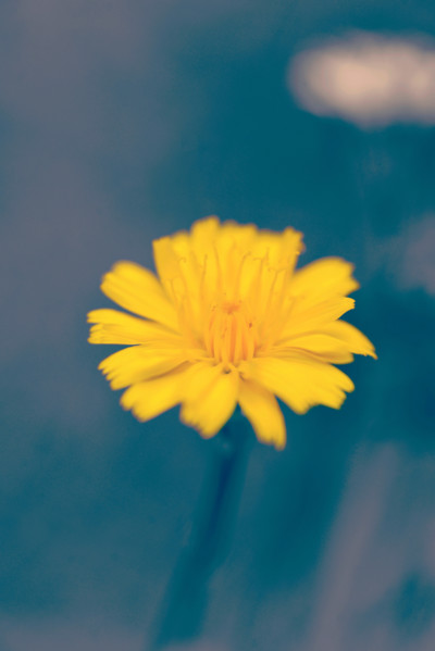 Bright yellow flower on blur background with vintage filter effect.
