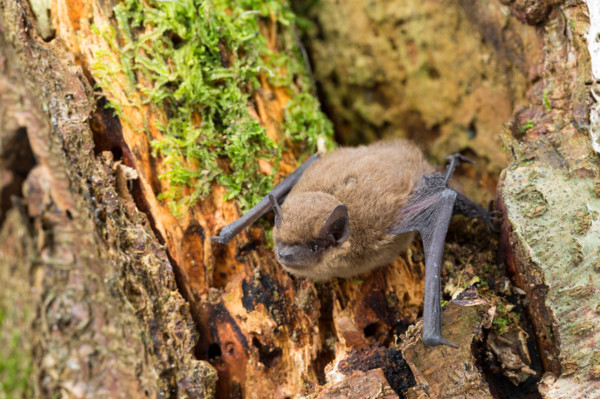 common pipistrelle (Pipistrellus pipistrellus), at a tree, Germany