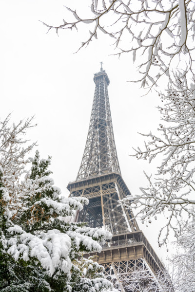 Winter in Paris in the snow. Low angle view of the Eiffel tower through snow covered branches.
