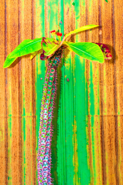 Cactus pastel tone on rust wall.Copy space.