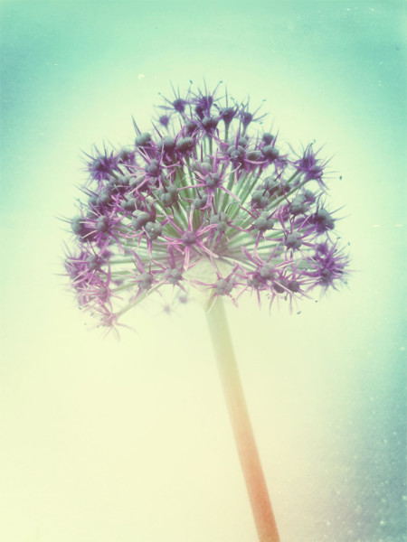 Allium flower with retro effect.