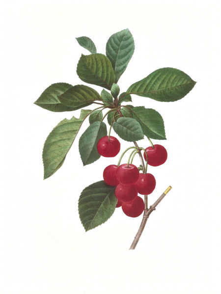 Antique illustration of a cherry engraved by Pierre-Joseph Redoute (1759 - 1840), nicknamed "The Raphael of flowers".