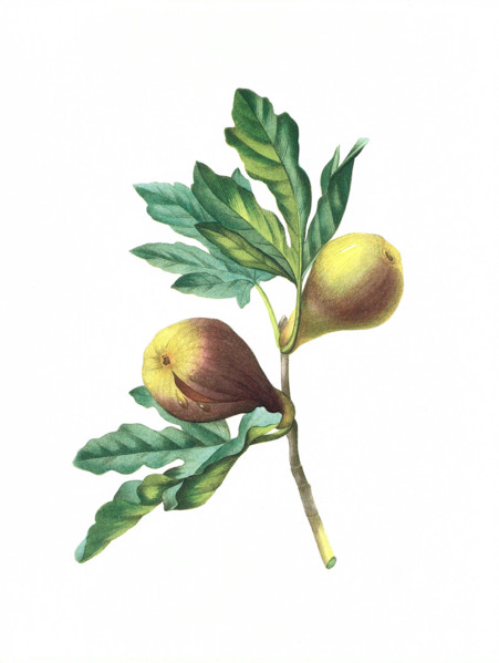 Antique illustration of a figue violette engraved by Pierre-Joseph Redoute (1759 - 1840), nicknamed "The Raphael of flowers".