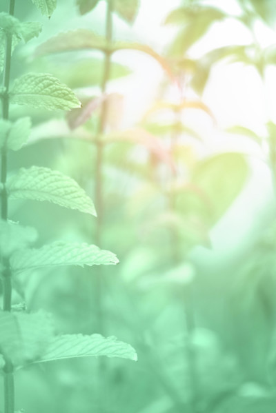 Neo mint color background, close-up on mint leaves toned in trendy shade of light green color, copy-space