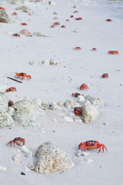 Red Crabs, Gecarcoidea natalis, on beach, Christmas Island, Australia