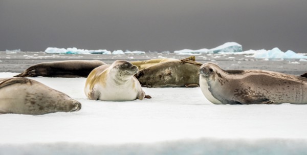 Group of fur seals on ice floe, Fish Islands, Antarctica