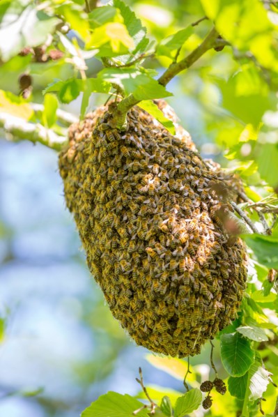Close up of a swarm of wild UK honey bees gathering together on the branch of a public park tree to form a temporary new home/hive.