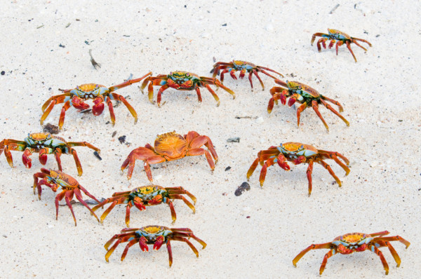 Sally Lightfoot crabs on beach on Baltra Island in the Galapagos Islands Ecuador
