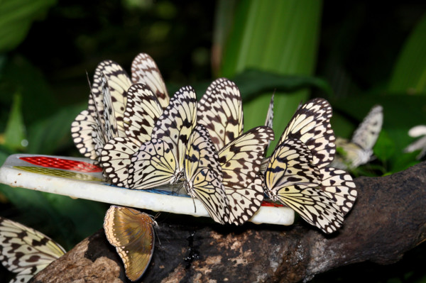 tree nymph (Idea leuconoe), several individuals at artificial feeder