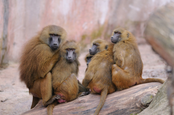 baboons
