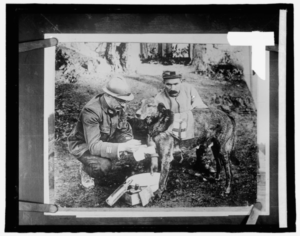 Red Cross dog