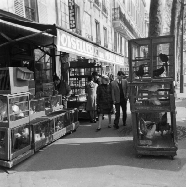 Pariser Bilder [The street life of Paris]  Aviaries at the entrance of a bird trade Date: 1965 Location: France, Paris Keywords: animal stores, street images, birds, aviaries, shops