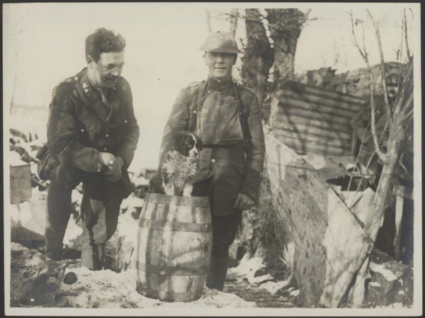 The British Western Front in France Description: The mascot of the Royal Welsh Fusiliers. Annotation: The British Western Front in France. The mascot of the Royal Welsh Fusiliers, a dog. Date: {1914-1...