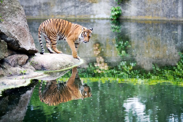 A majestic tiger pauses by the water’s edge, admiring its reflection in the Berlin Zoo's tranquil environment.