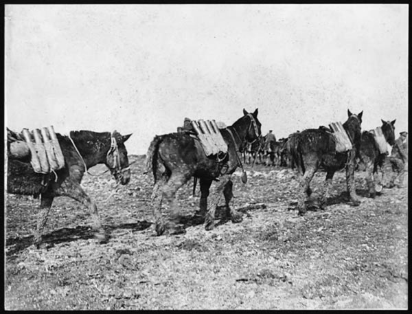 Ammunition is transported to the front lines using pack mules during World War I. Mules were essential for carrying heavy loads through difficult terrain, ensuring soldiers had the supplies they neede...