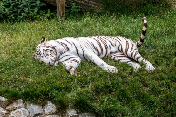 Broxbourne, Hertfordshire, UK. 28th July, 2015. Tigers are the largest of the world’s big cats and this magnificent animal, with its distinctive black stripes has had a dedicated to it since 2010 and ...