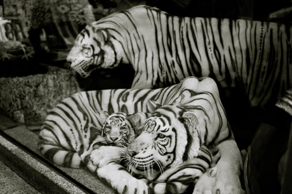 Tigers in Bangkok in Sukhumvit in Thailand in Far East Southeast Asia. Tiger Wildlife Nature Natural World Travel