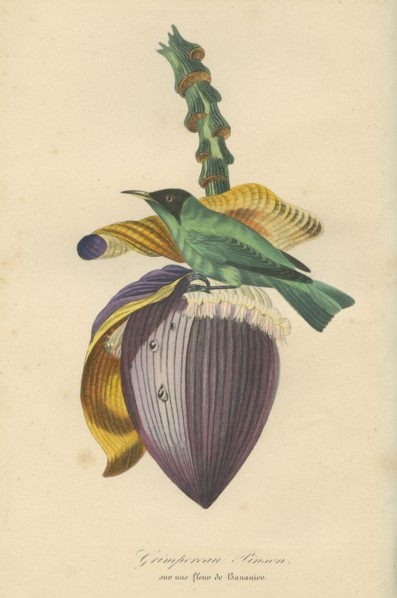 Grimpereau Pinson sur une fleur de bananier