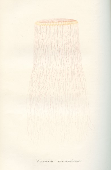Cuvieria carisochroma