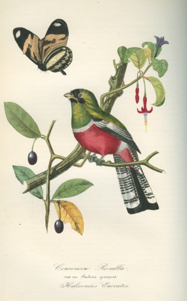 Couroucou Rosalba sur un fuchsia grimpant, et Heliconius Eucrates