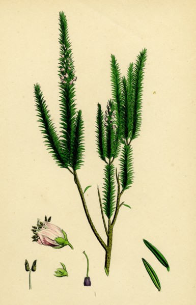 Erica vagans; Cornish Heath