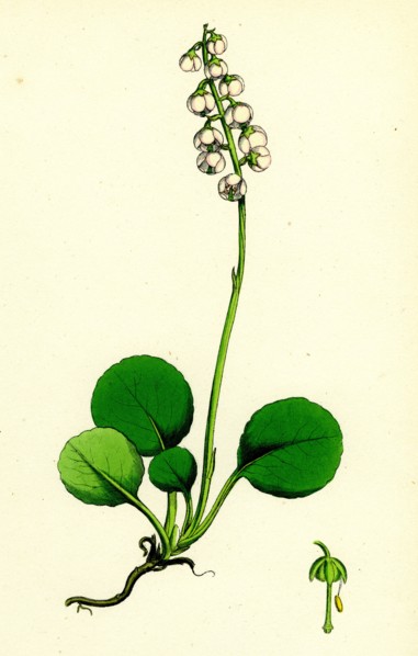 Pyrola media; Intermediate Winter-green