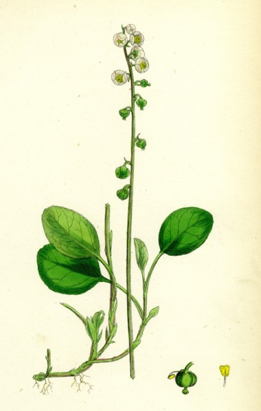 Pyrola minor; Lesser Winter-green