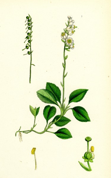 Pyrola secunda; Serrated Winter-green