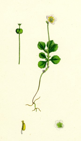 Pyrola uniflora; Single-flowered Winter-green