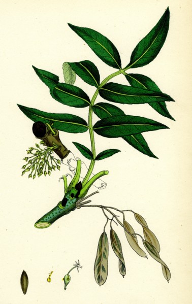 Fraxinus excelsior; Common Ash