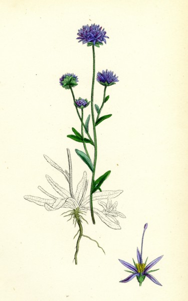 Jasione montana; Annual Sheep's-bit