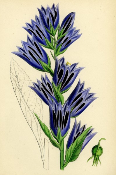 Campanula latifolia; Giant Bell-flower