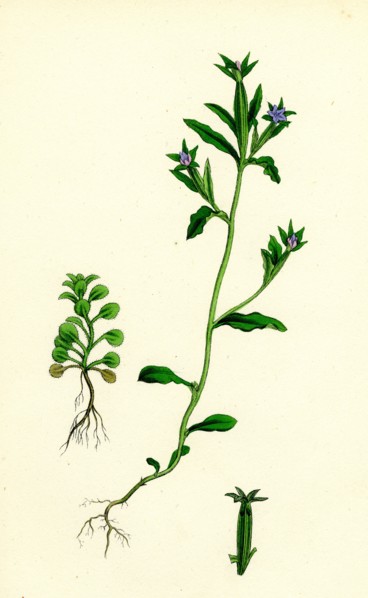 Campanula hybrida; Small-flowered Venus'-looking-glass