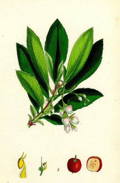 Arbutus Unedo; Strawberry-tree
