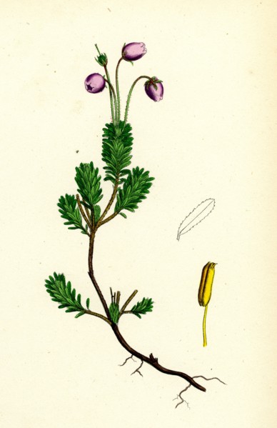 Menziesia caerulea; Yew-leaved Menziesia