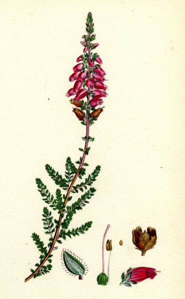 Erica ciliaris; Fringed-leaved Heath