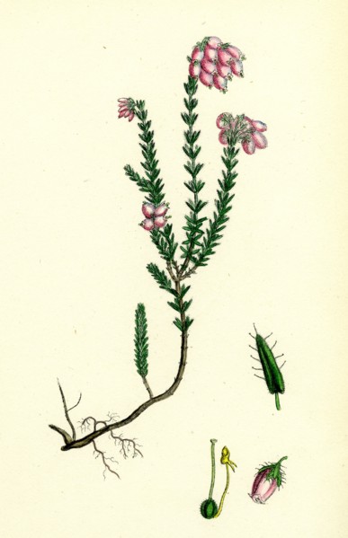 Erica eu-Tetralix; Cross-leaved Heath