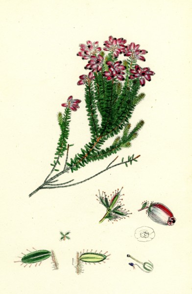 Erica Mackaiana; Mackay's Heath