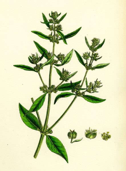 Mercurialis annua, var. ambigua; Annual Dog's-Mercury, var. B.
