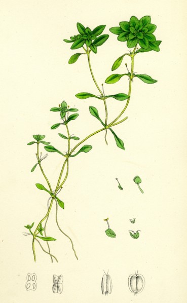 Callitriche eu-verna; Vernal Water Starwort