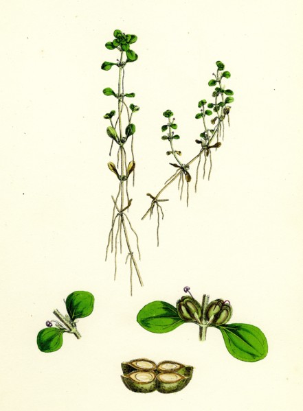 Callitriche platycarpa; Large-fruited Water Starwort