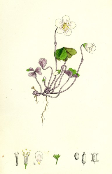 Oxalis Acetosella; Wood Sorrel