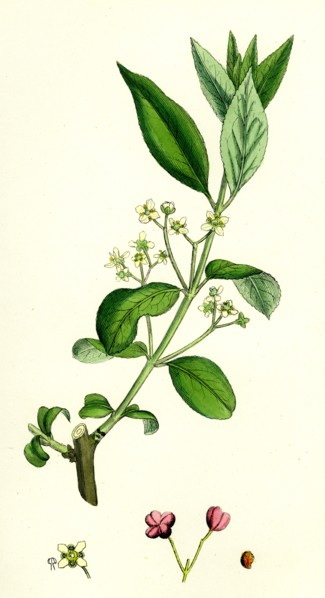 Euonynius Europeus; Spindle Tree