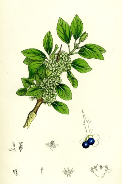 Rhamnus catharticus; Purging Buckthorn
