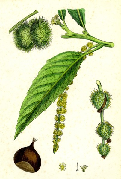 Castanea vulgaris; Sweet Chestnut