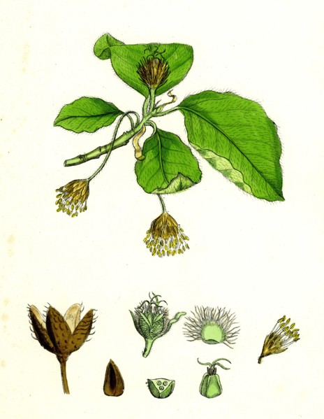 Fagus sylvatica; Common Beech