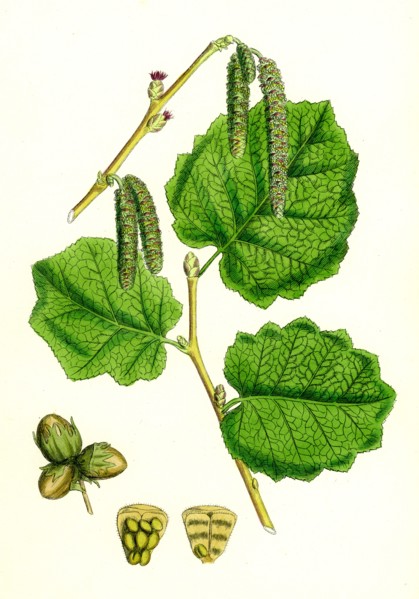 Corylus Avellana; Hazel