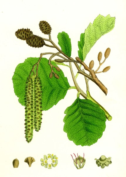 Alnus glutinosa; Common Alder