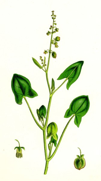 Rumex scutatus; French Sorrel